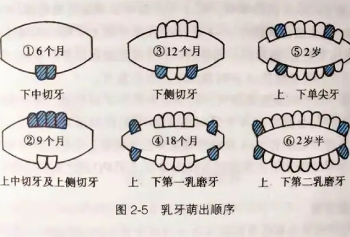 长牙早的娃“命苦”？乳牙可能会陪伴孩子13年，别忽视它的作用