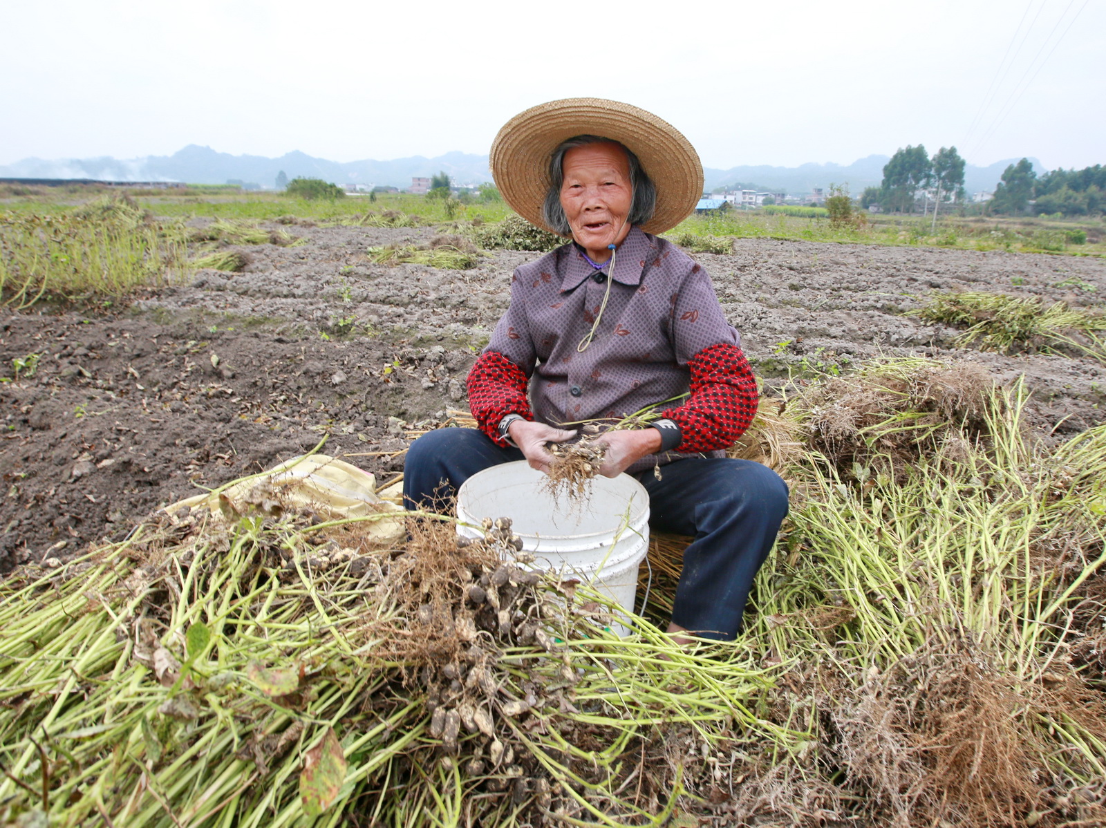 2021年第三批全國名特優(yōu)新農(nóng)產(chǎn)品名錄公示 連城紅衣花生榜上有名