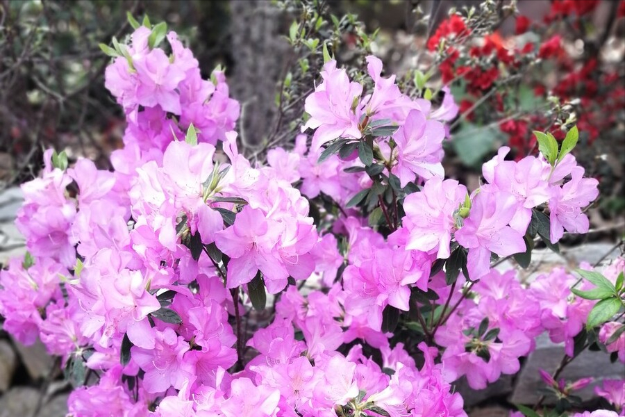 福州“云赏花”，带你打卡名胜古迹七大花，体验醉美三月的花海