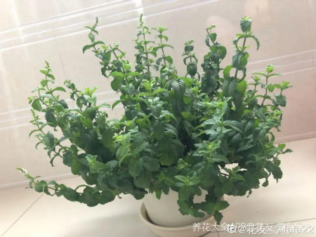 卧室适合放什么花（卧室养这4种花养人养身心）