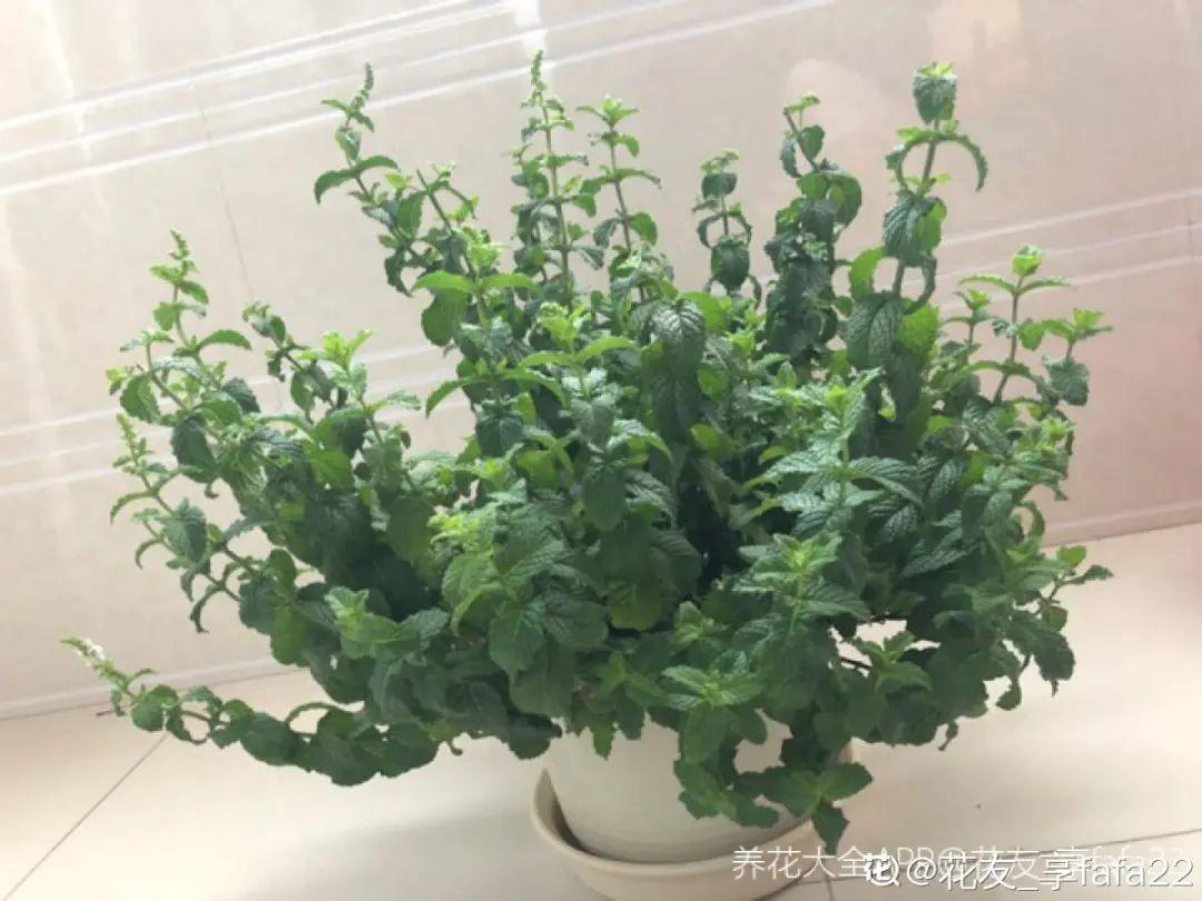 卧室适合放什么花_适合放在卧室的花