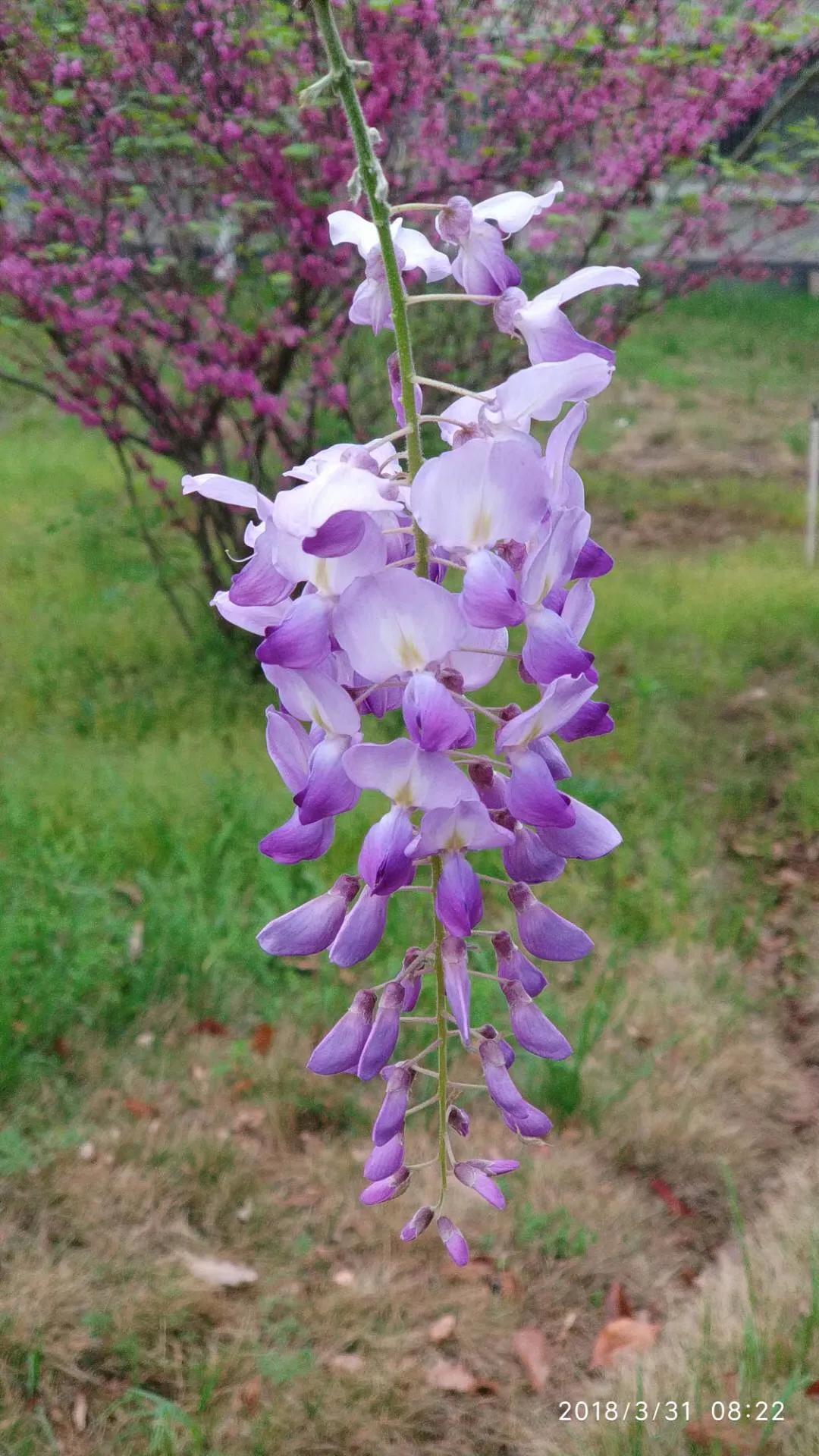 《春天观花有感》