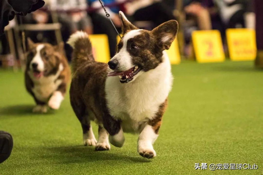 百科 | 卡迪根威尔士柯基，稳重聪明的短腿牧牛犬