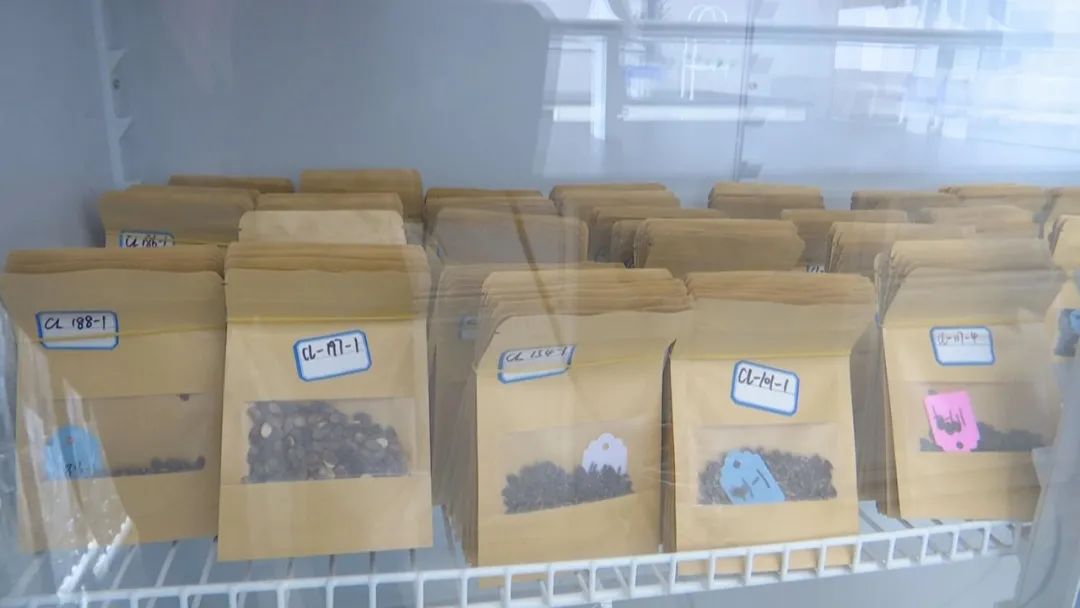 好品山东｜西瓜随便吃，种子得留下！这是啥操作？