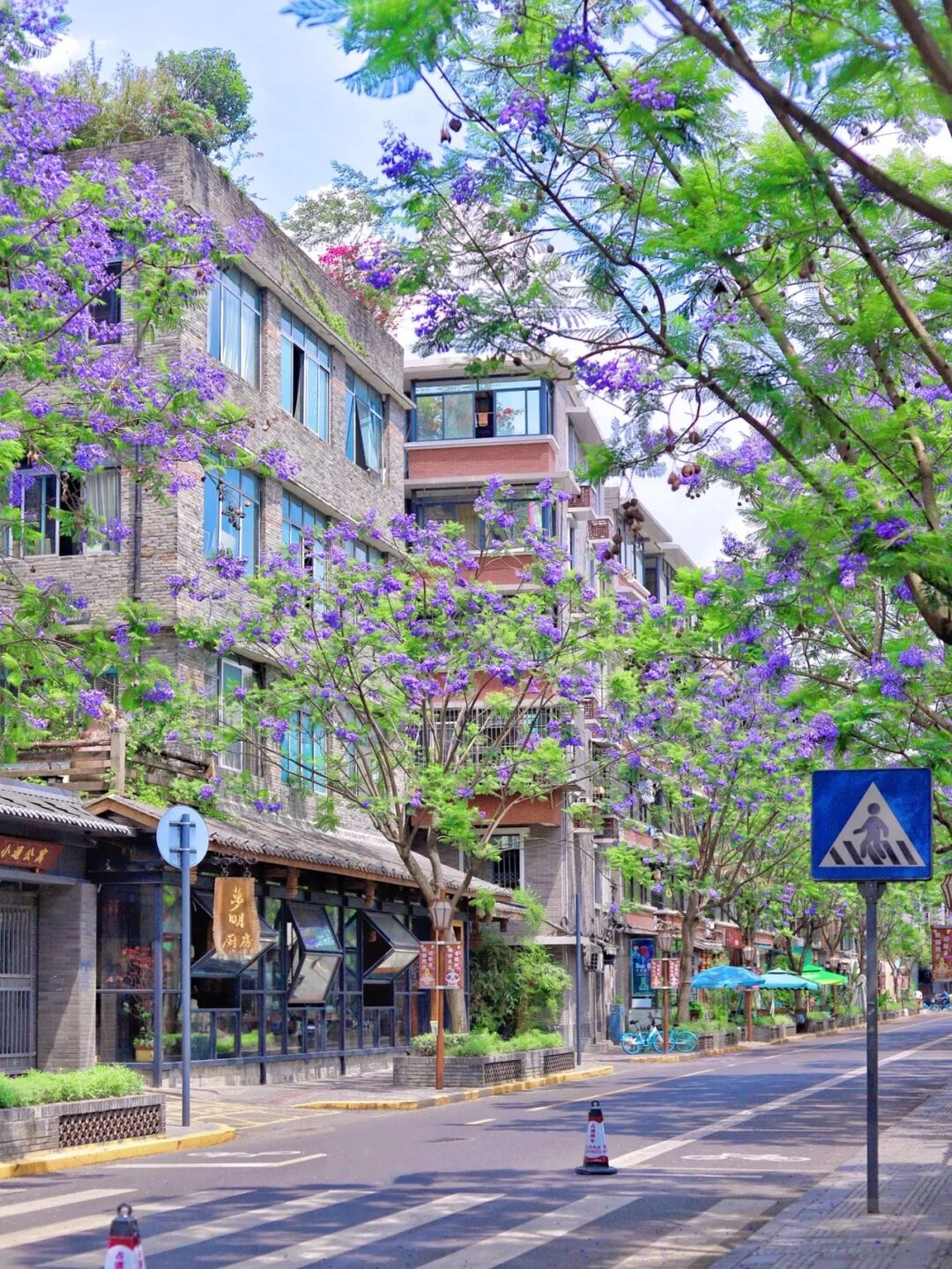 成都凭它火出圈了!二环上的绿野仙踪,街道蓝花楹,附上打卡点