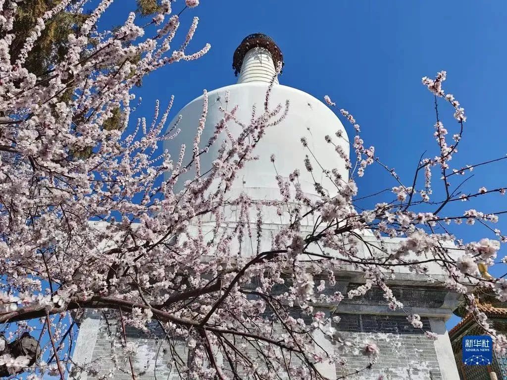 北海公园桃花映白塔，迷人春景已上线！