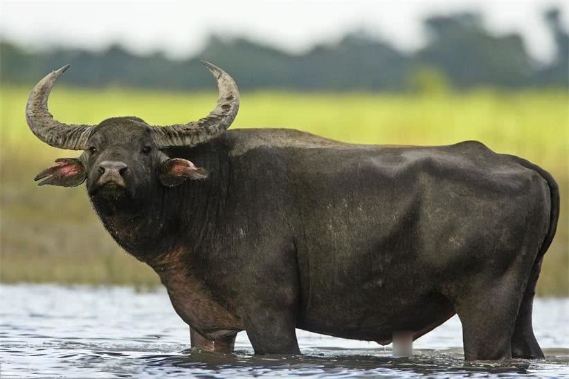 不同肤色的人种可以生育混血儿，为何黄牛和水牛却不能杂交生育？