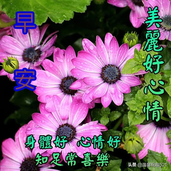 4月13日早上好祝福语优美句子,祝您天天好心情,事事都顺利