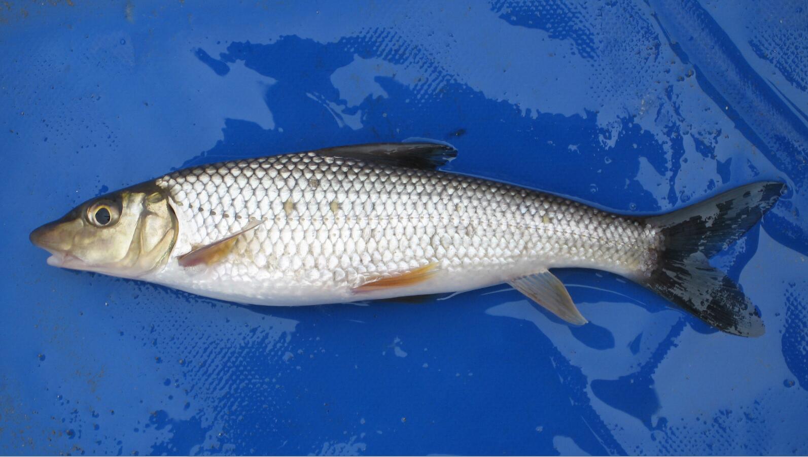 13,唇47马口鱼/opsariichthys bidens,除西藏,新疆和台湾等地外