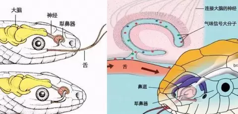 蛇怕什么东西或气味，赶走毒蛇最好的方法