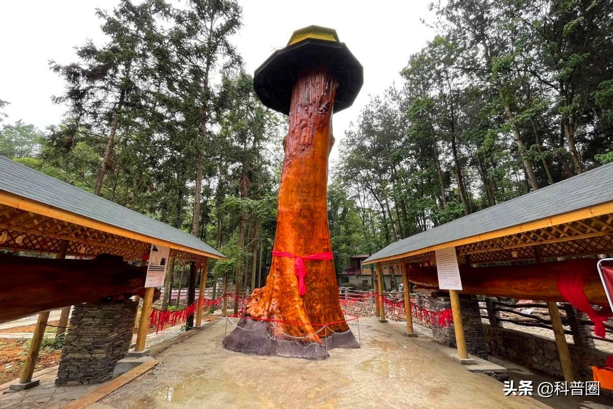 古人认为地底下出来的金丝楠木,是"天降祥瑞",将其称为"神木".