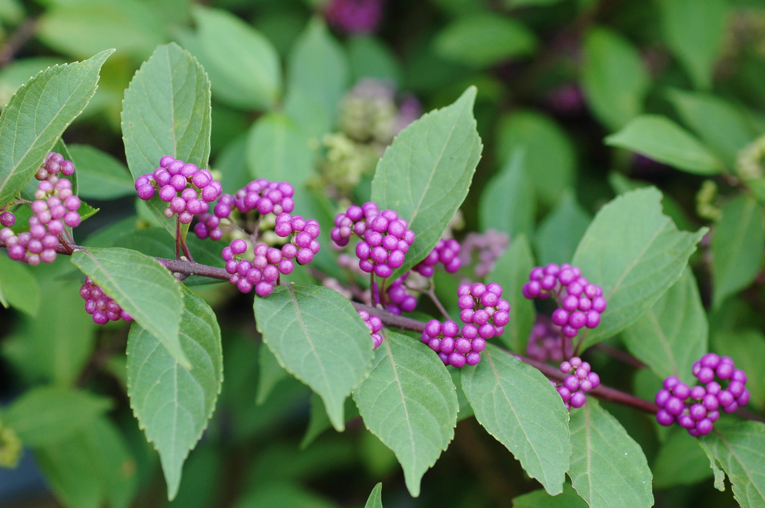 农村常见到却叫不上名的植物,有的常吃,有的有毒,有的可入药
