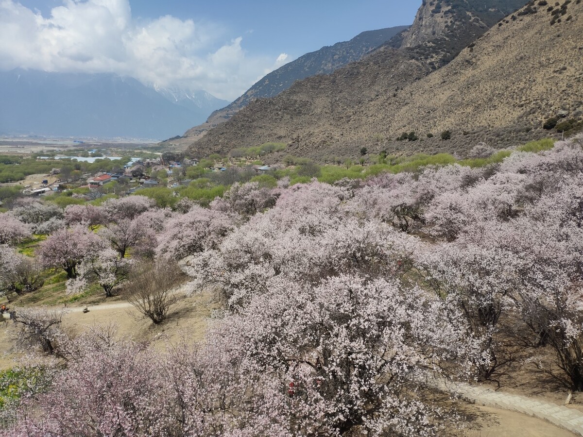 巴宜區賞花代表地—嘎拉桃花村