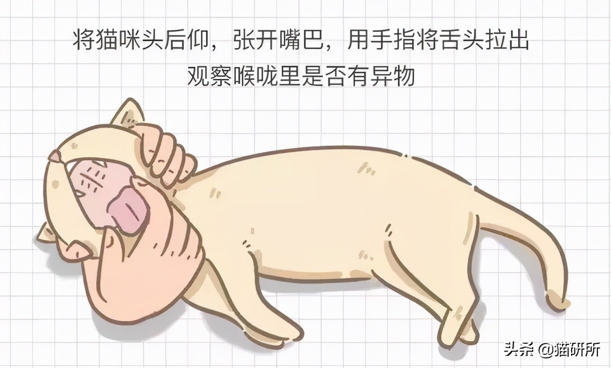 猫咪吃东西噎住，严重可致命！1分钟学会急救方法