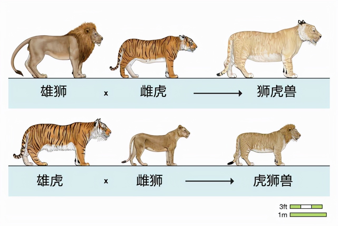 2010年江西老农发现灵猫科动物，似猫似鼠又似兔，专家取名六不像