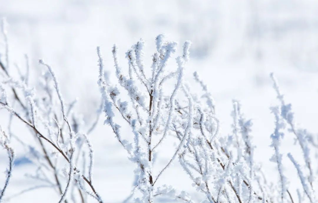 漫天飞雪的诗句（分享10首描写雪景的最美诗词）