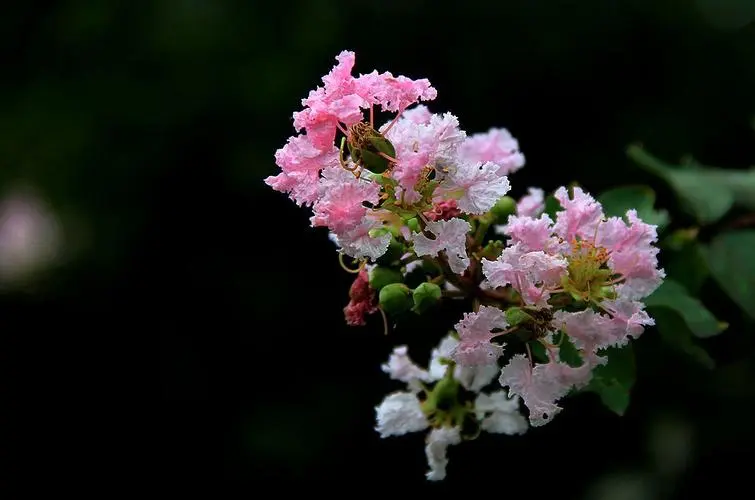 独坐黄昏谁是伴，紫薇花对紫微郎——紫薇，谁言“花无百日红”