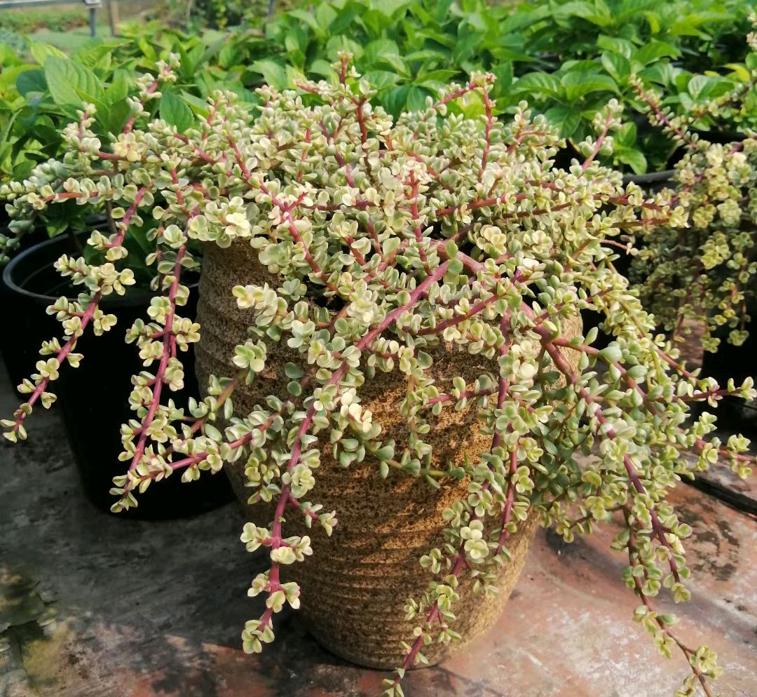 多肉植物种类（100种常见多肉图鉴分享）