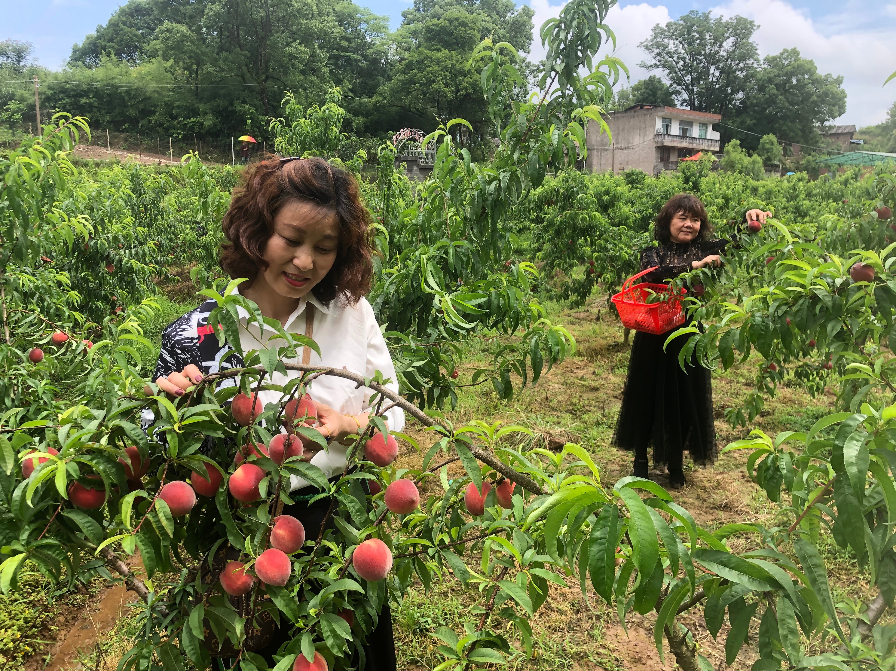 开园了，快来摘桃子——上饶市果丰苑家庭农场百亩桃园开园