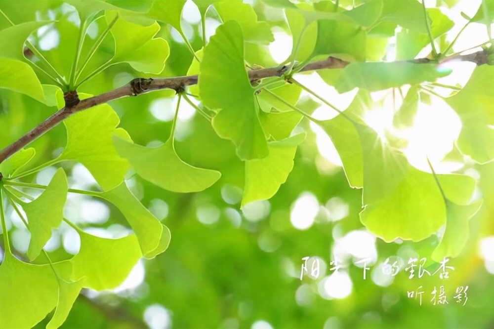 “风化”管理艺术：君子德若风，小人德若草，风吹则草必偃