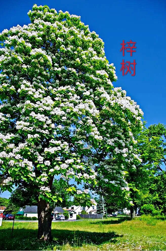 河南秋树图片及价格楸树