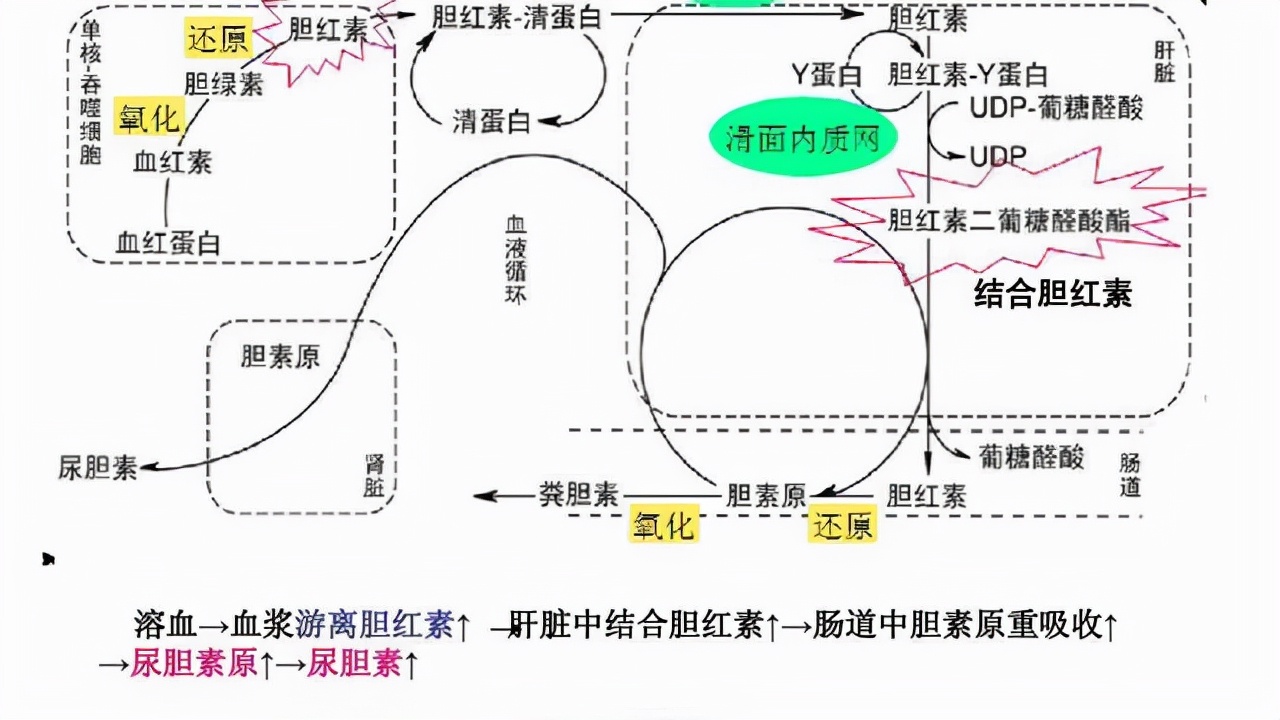 体检发现胆红素升高，是得了肝病？如何才能降下来？听肝病医生说