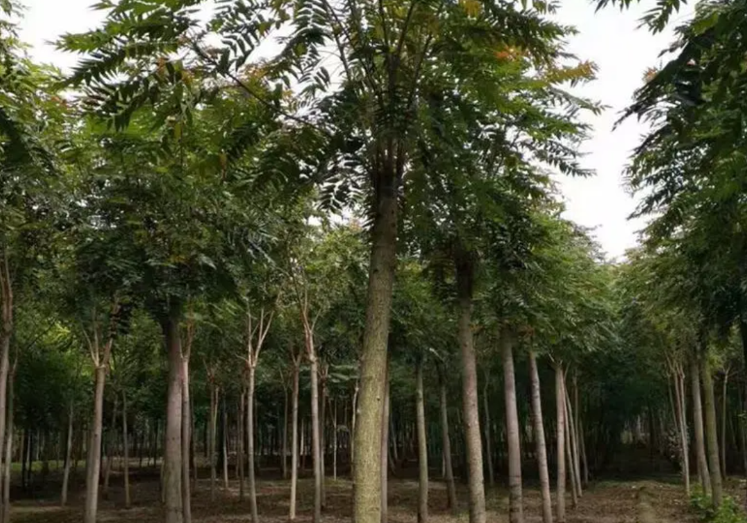 30年的臭椿树值多少钱(臭椿树入侵美国成灾) - 价格百科