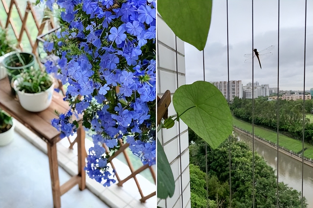 上海49岁阿姨，因太会布置而走红，把60㎡小家装得堪称收纳教科书