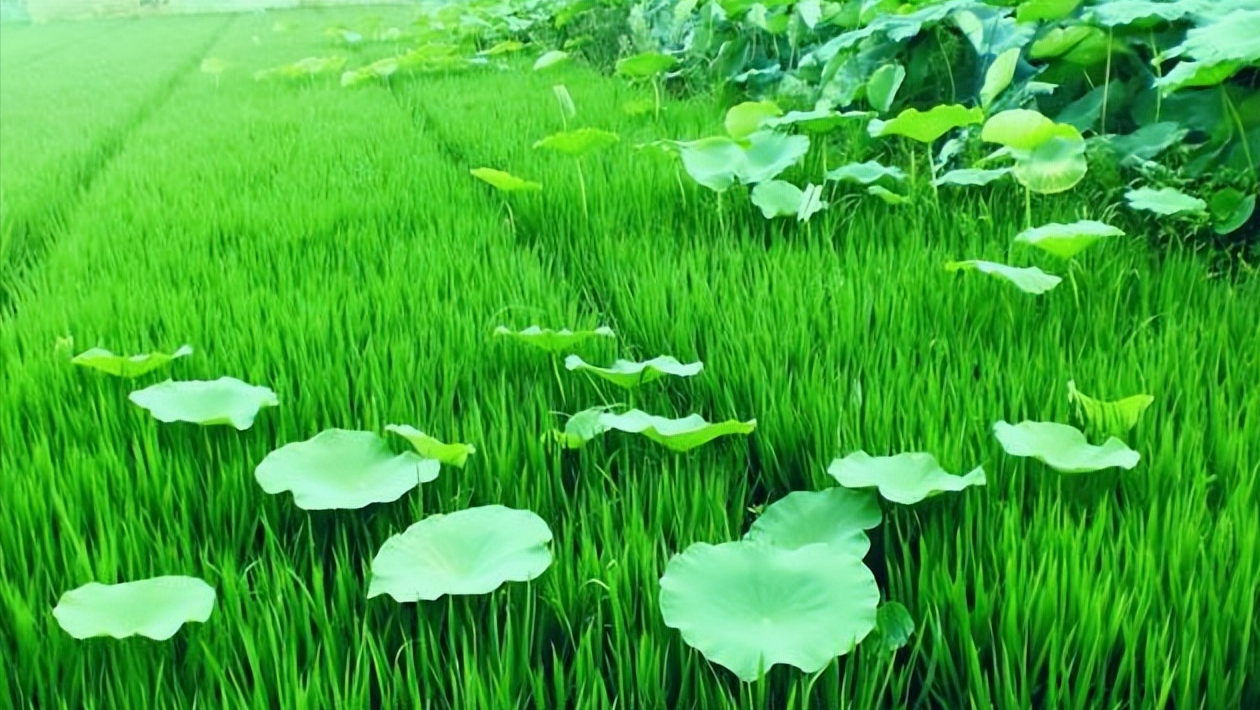 描写初夏中午的优美句子