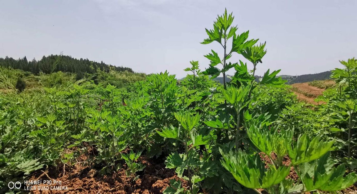 侯家坡村：夺旗保旗传旗 百亩艾草增效益