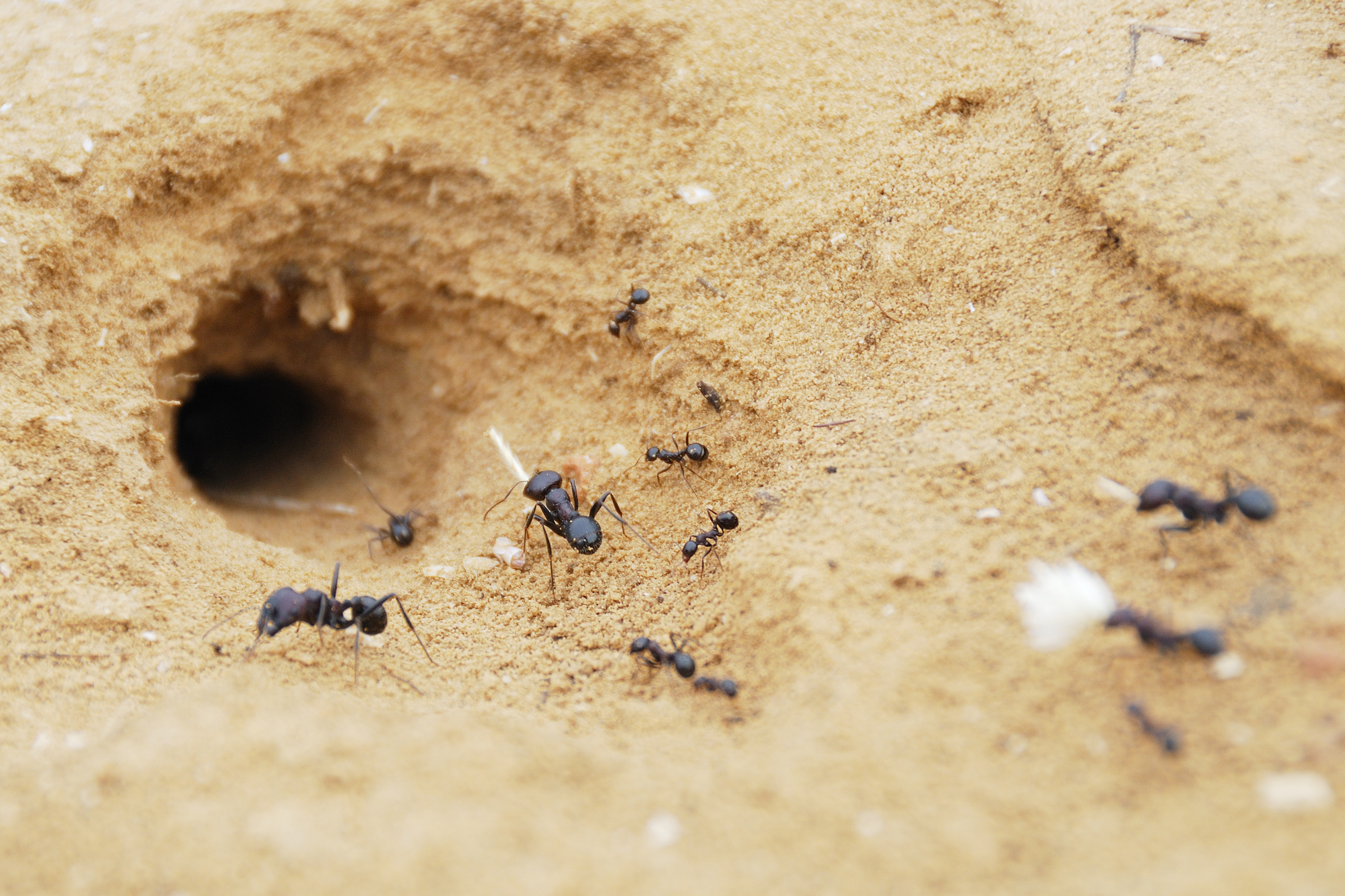 蚂蚁冬眠吗为什么(揭秘冬季失踪的蚂蚁是否在冬眠)