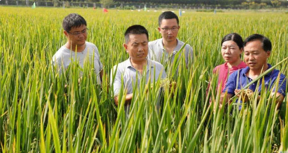 光明日报点赞！长江大学攻克粮食能源安全技术瓶颈有新招