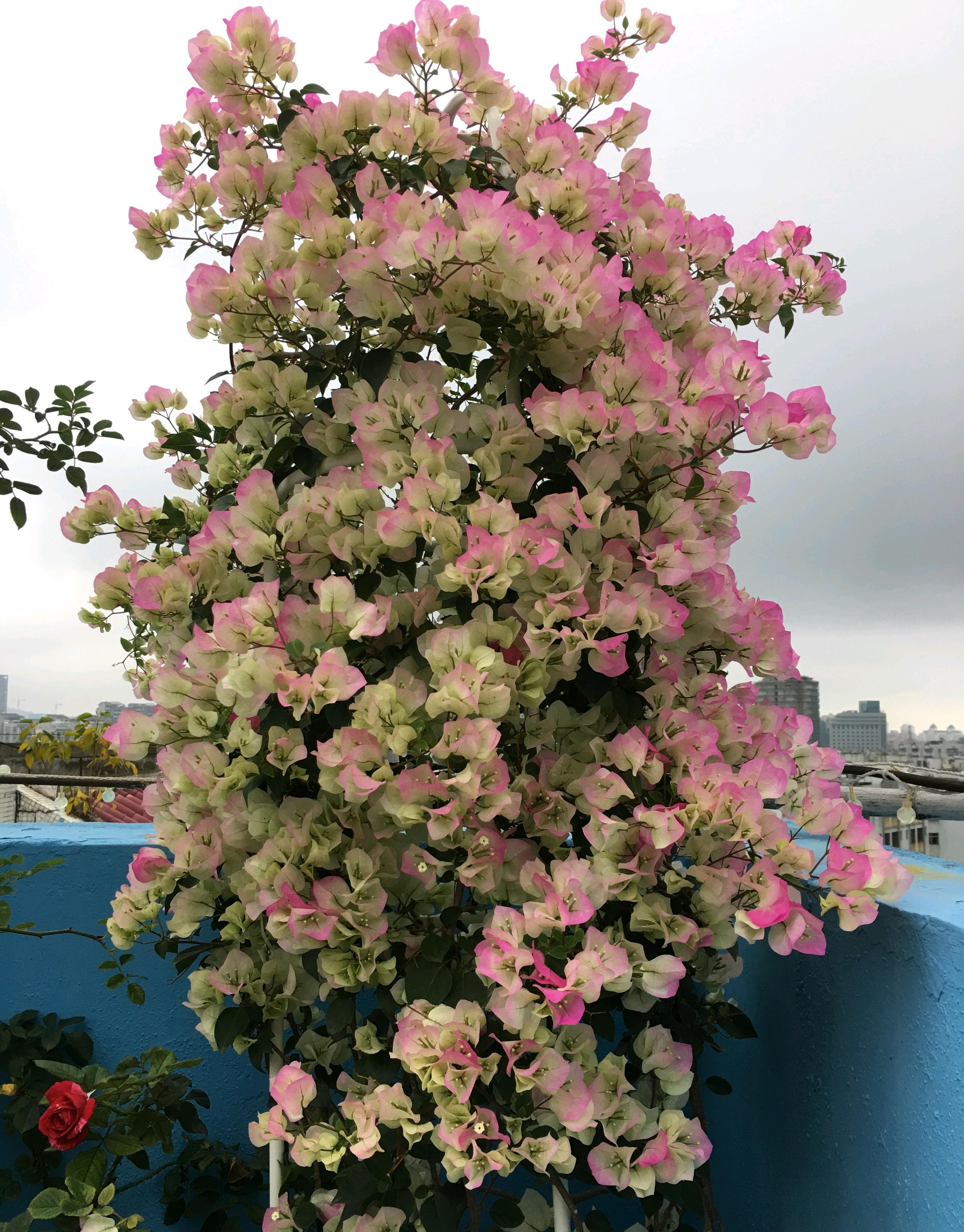 好看的花草有哪些（推荐7种越晒越泼辣的漂亮花）