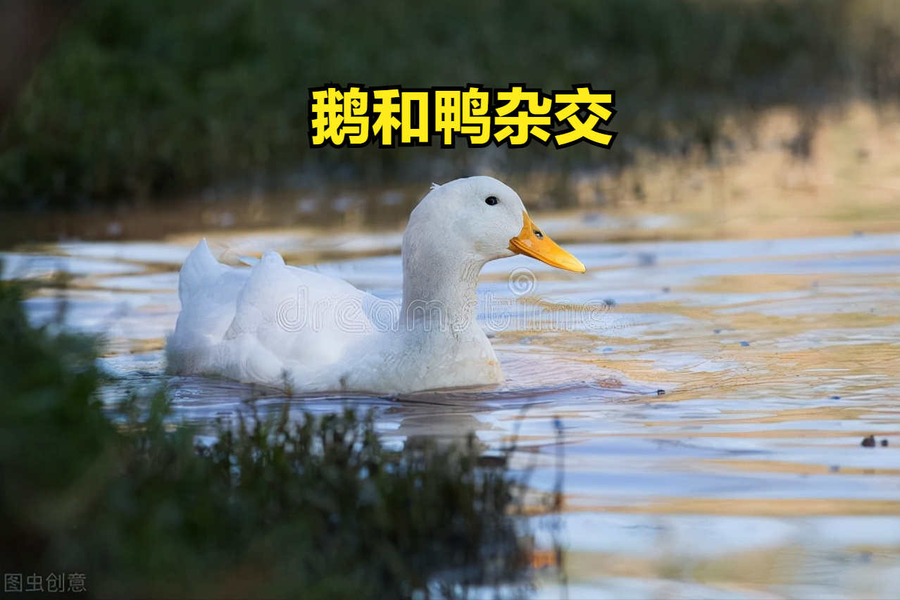 鸭和鹅能杂交繁殖吗?后代产蛋能力强,优点多,能养殖致富吗?