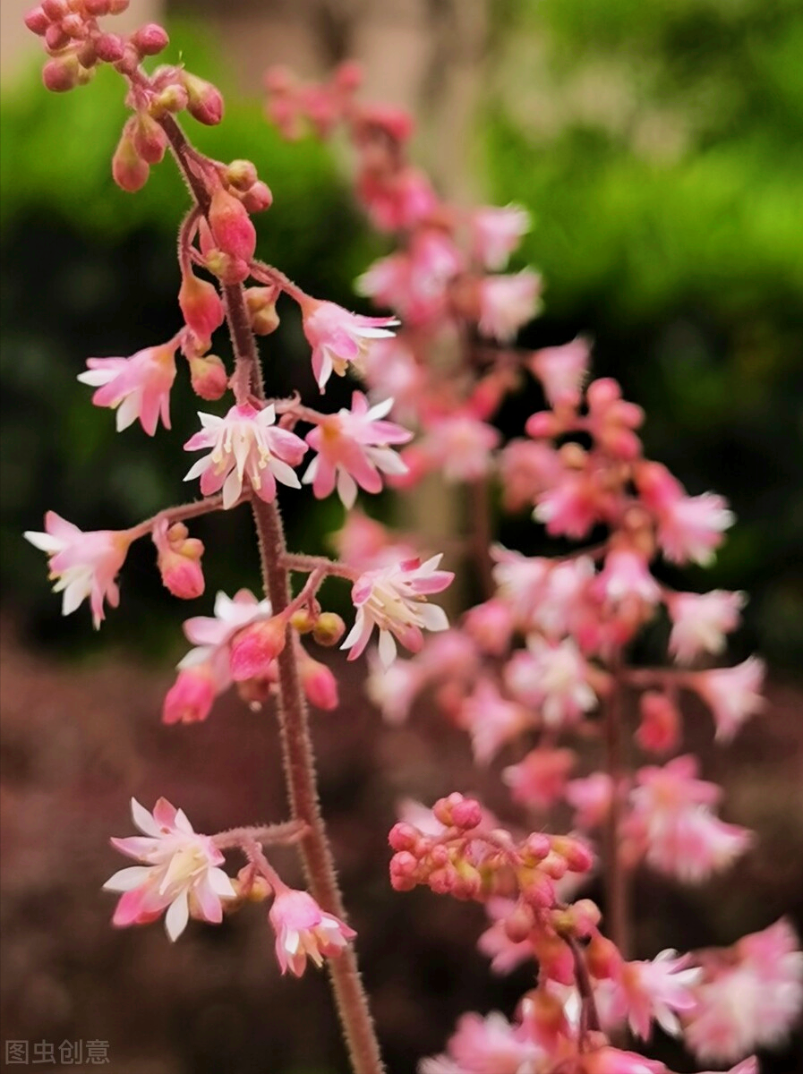 一花一深情，百花争艳时光美，万紫千红岁月好，有情有爱心欢喜