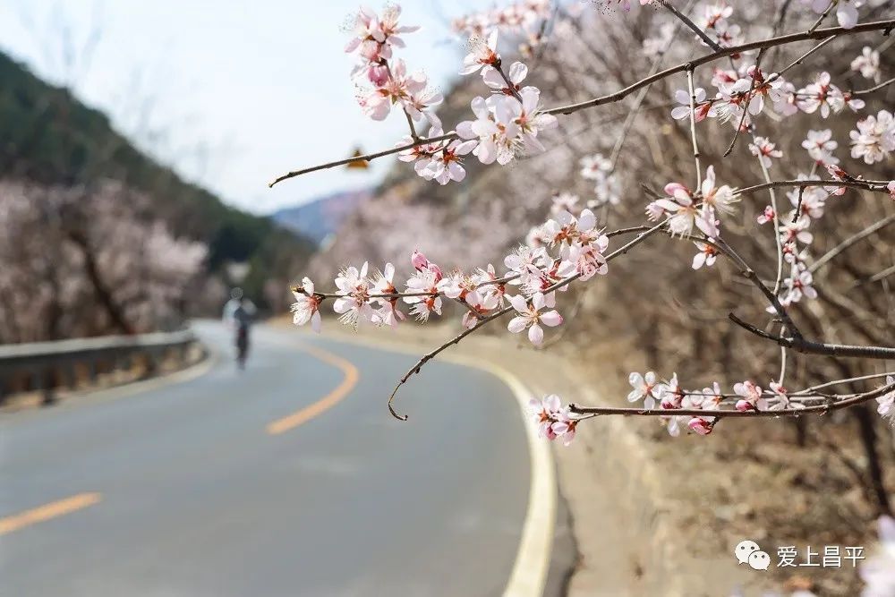 美成仙境的京郊延壽醉美公路，玩賞正當(dāng)時(shí)！