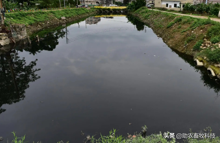 农村黑臭水体的简单快速治理技术，微生物技术显神威且简单成本低