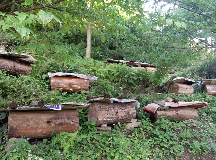 什么是土蜂蜜，农村的土蜂蜜多少钱一斤？