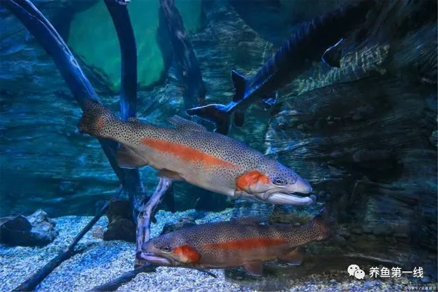 鱼对环境颜色有偏好 特定色光可以促进鱼类生长