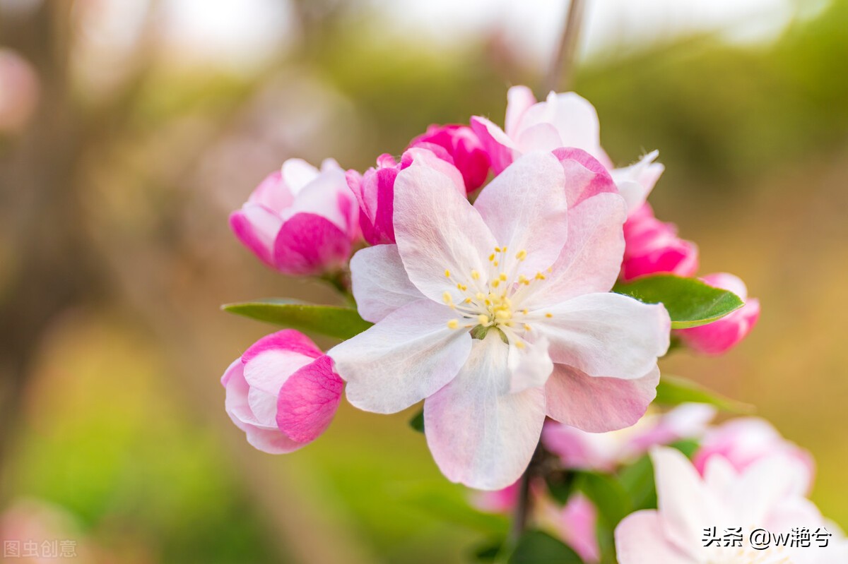 春天的颜色——红白黄紫绿