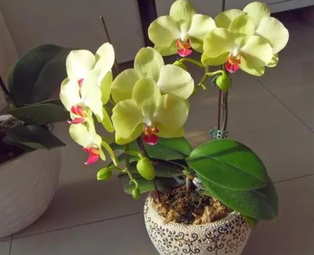 蝴蝶蘭什么時候開花,家養(yǎng)蝴蝶蘭什么時候開花