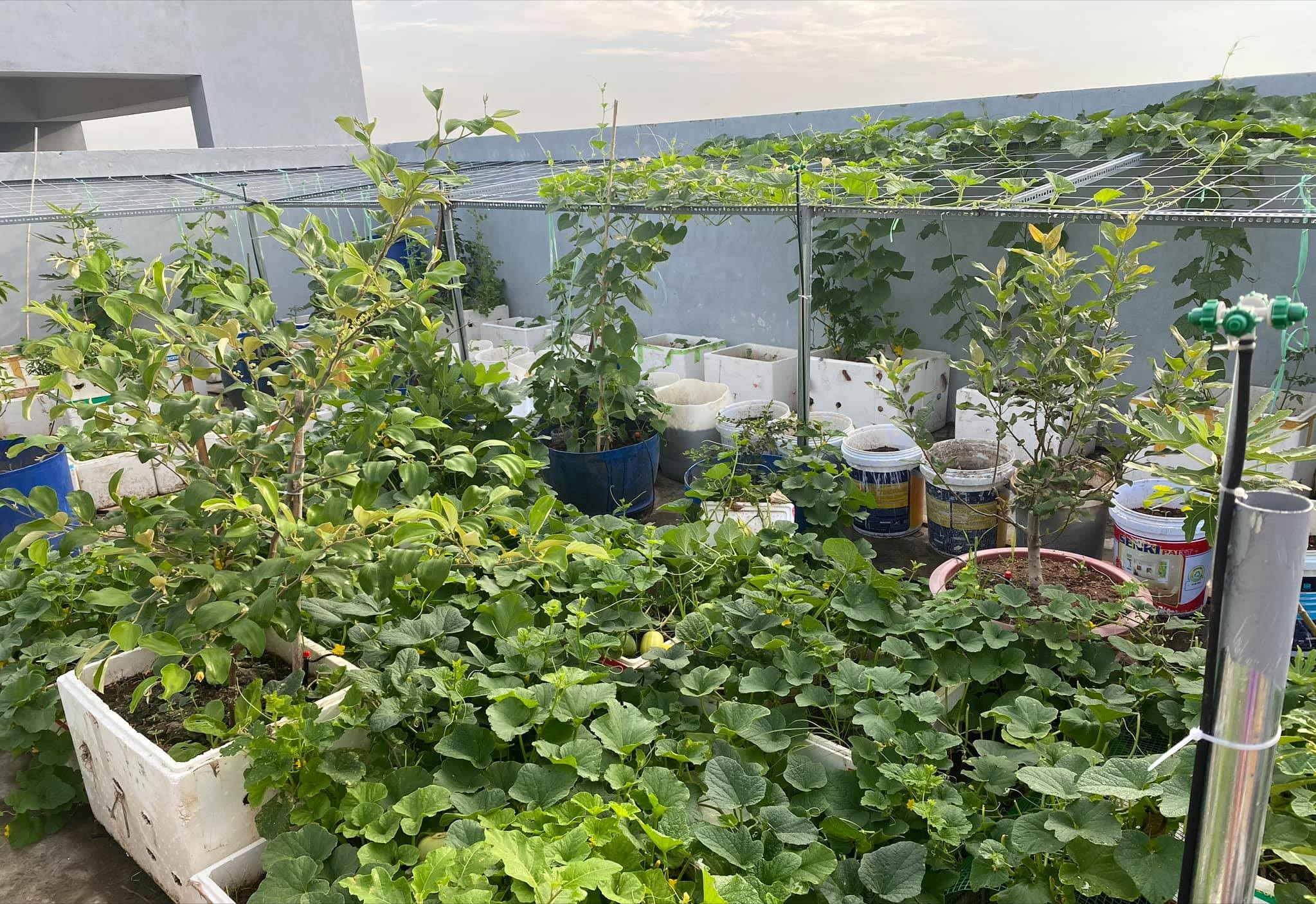 女厂长利用100平方米露台,投资3000块钱,种植了各种干净蔬菜