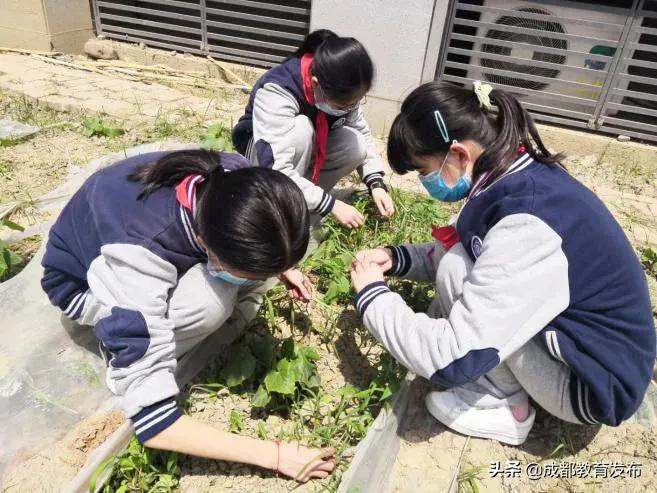 成都又获教育部点赞！这次是为啥？