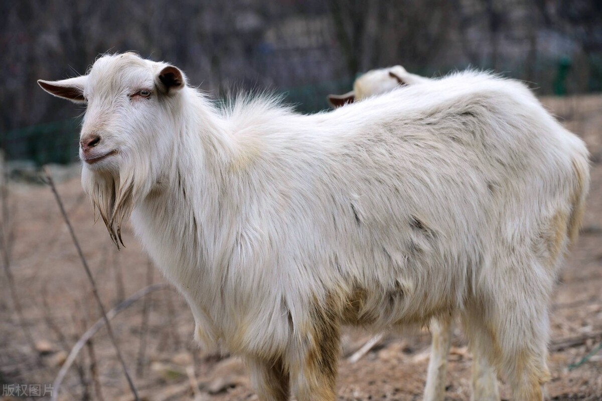 山羊绵羊各自的优劣之处