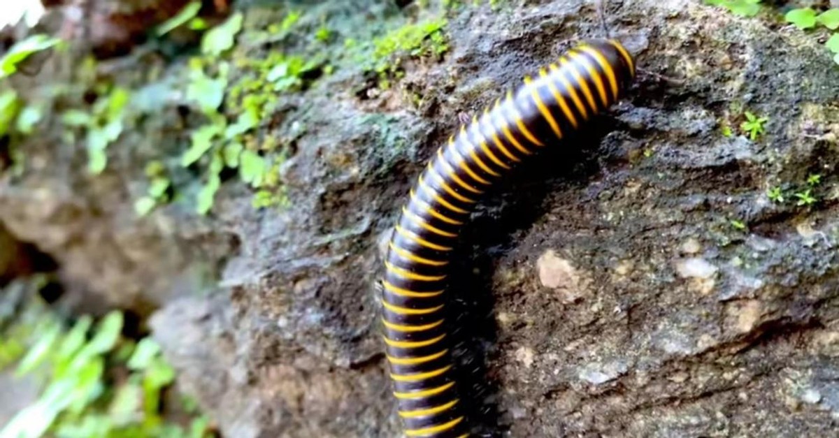 6种腿最多的动物!地蜈蚣第3,马陆第2,千足虫第1,多达1306条腿