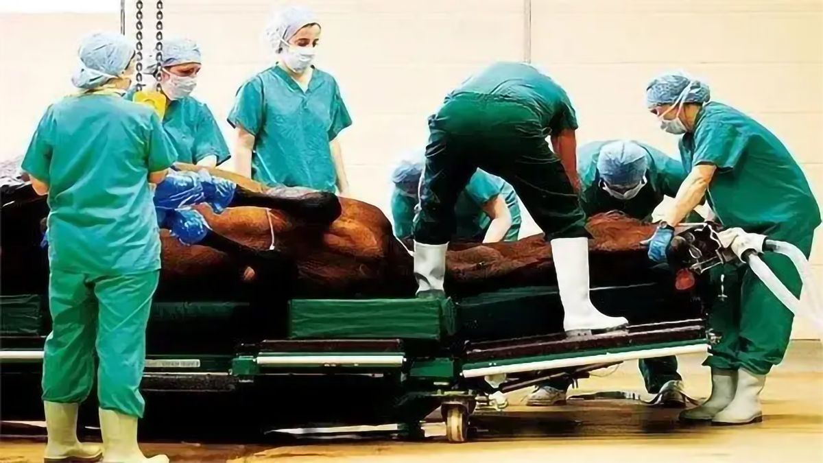 马只要断了一条腿，马的主人更愿意安乐死？不可以给马装假肢？