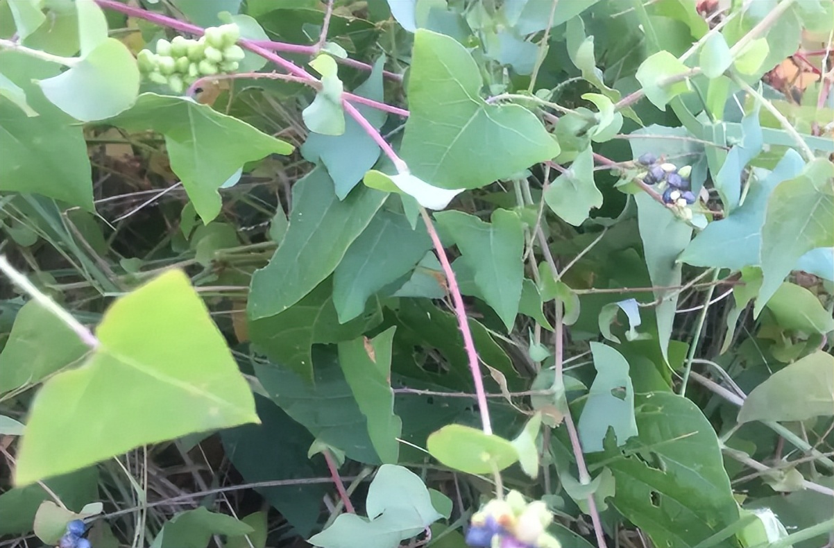 一直有一种说法,就是在毒蛇出没的地方,附近一定有一种解蛇毒的草药