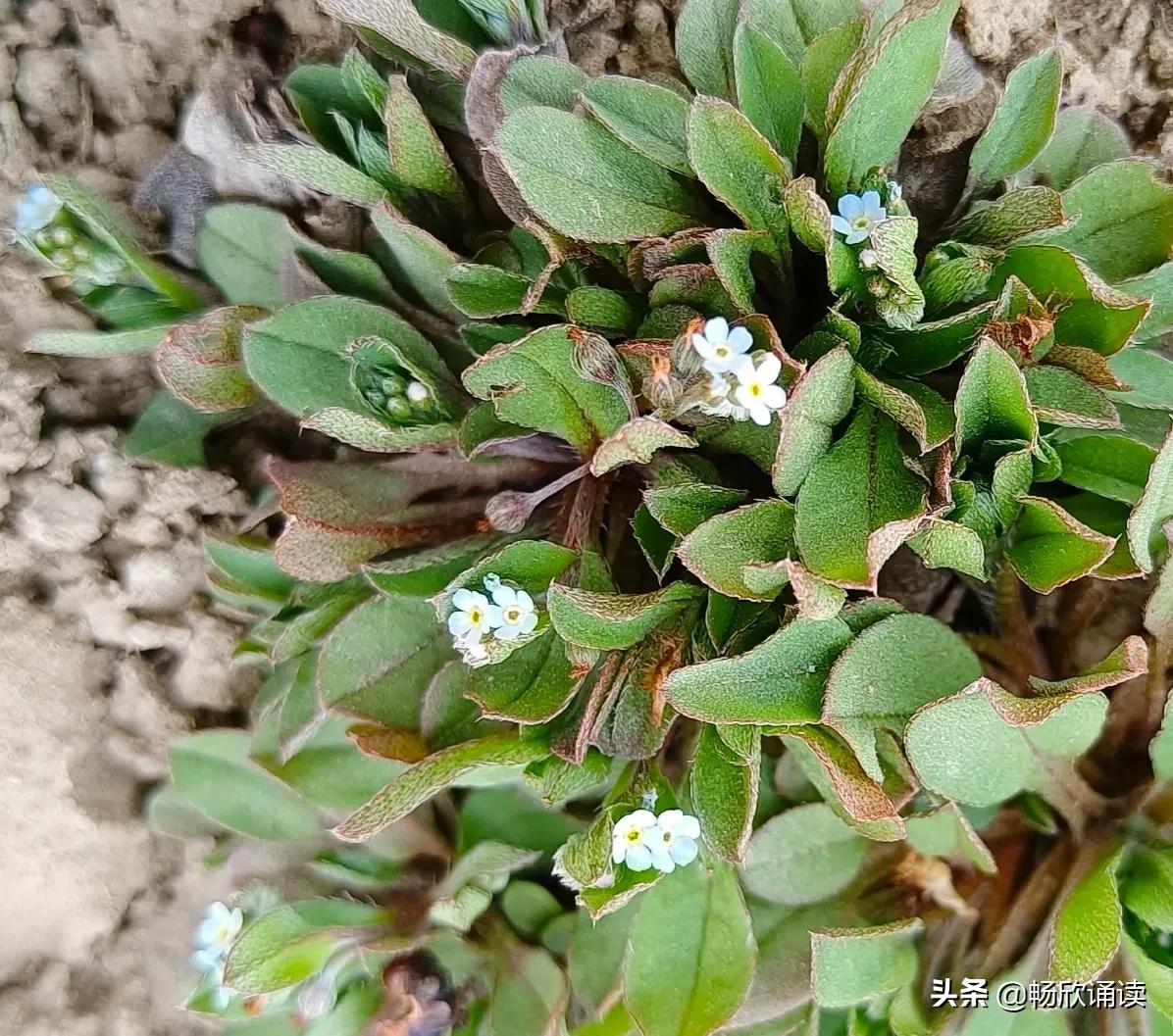 夏至草的作用与功效（春天常见的野菜图鉴）