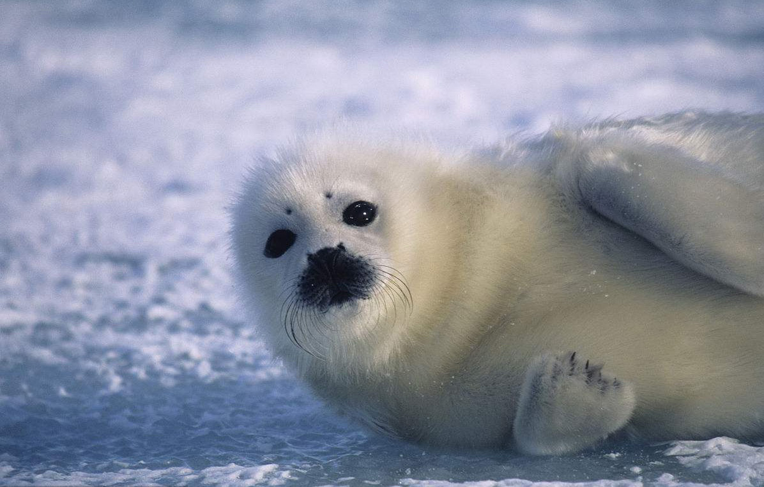 小海豹在青岛失而复得