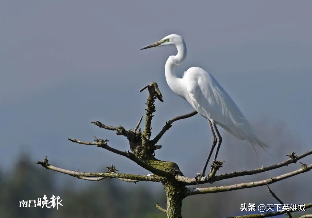 听，南昌春天的旋律！